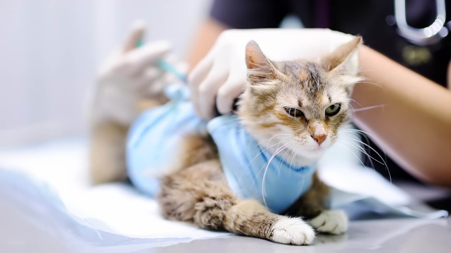 Centro Médico-Veterinário de Montalvão Doutor Rui Gonçalves