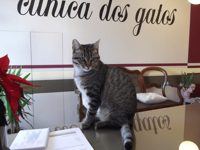 Clínica dos Gatos