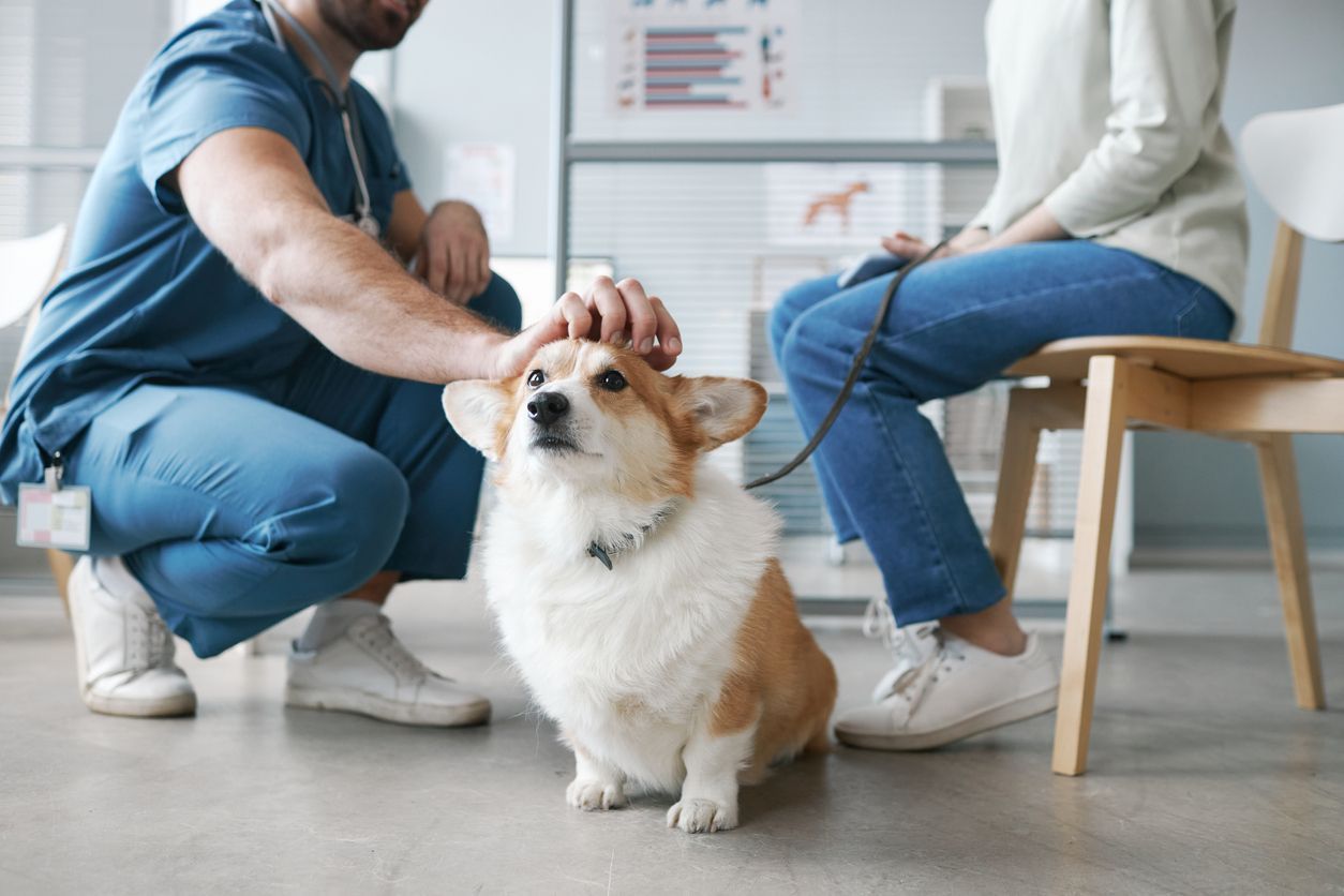Clínica Veterinária da Prelada