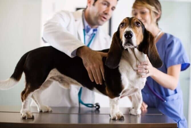 Clínica Veterinária Dr Alfredo Fachada