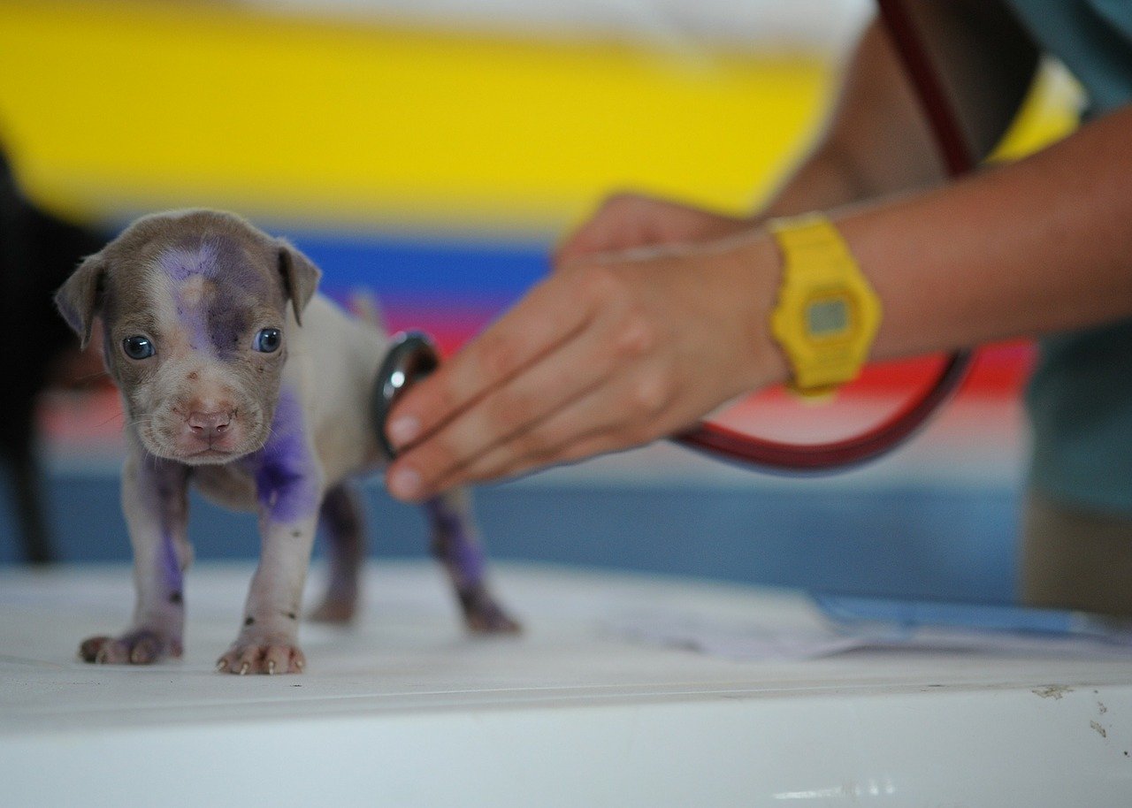 Clínica Veterinária Quinta do Paraíso