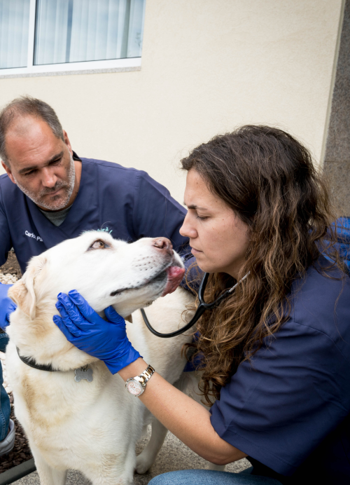 Veterinário à Porta
