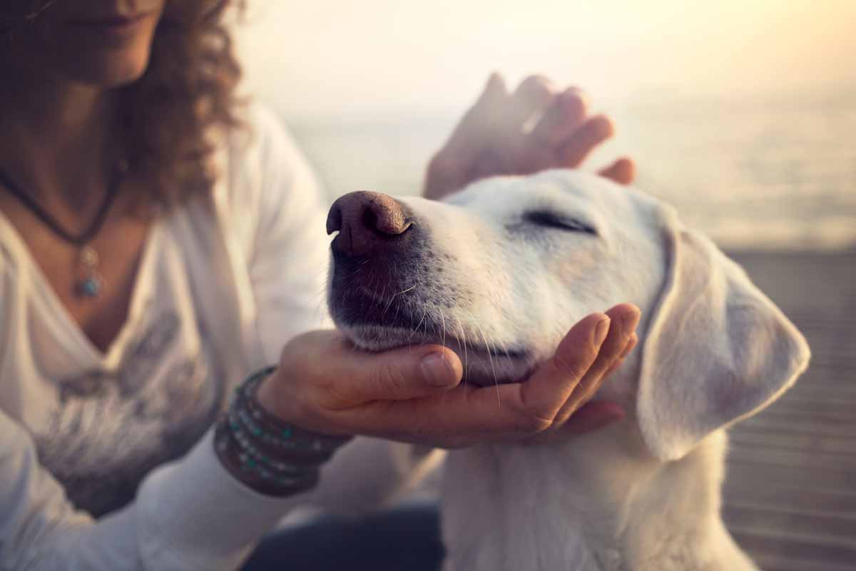 Clínica Veterinária Arricom