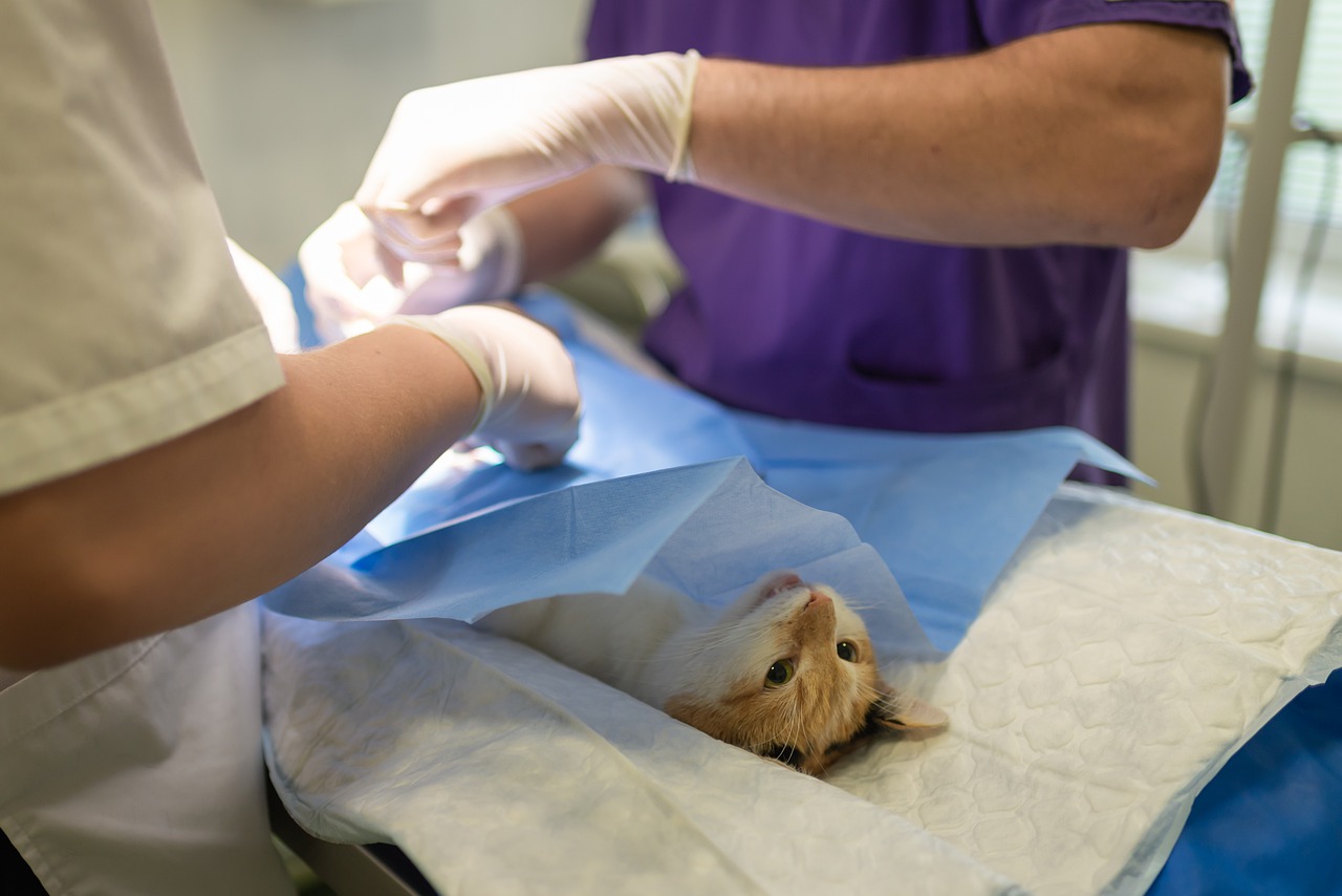 Clínica Veterinária da Covilhã