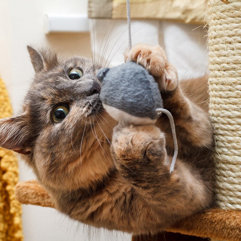 Clínica Veterinária de Arroios