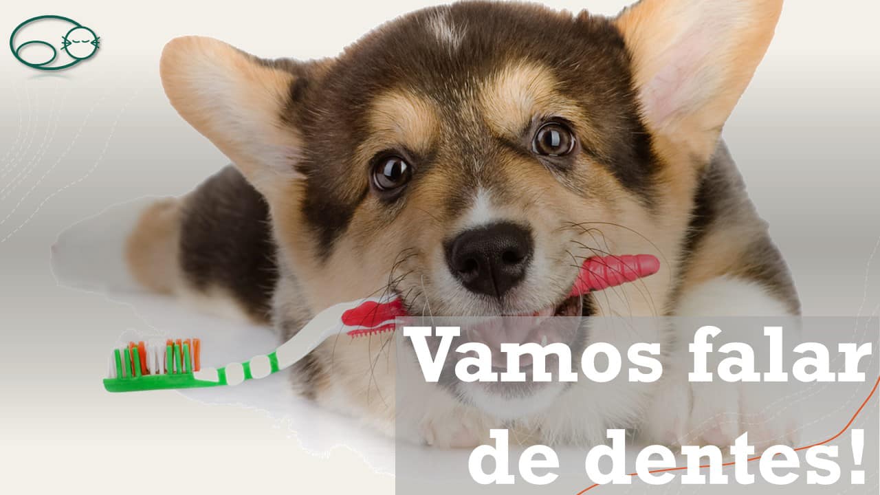 Clínica Veterinária de Infias