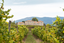 Quinta da Pacheca