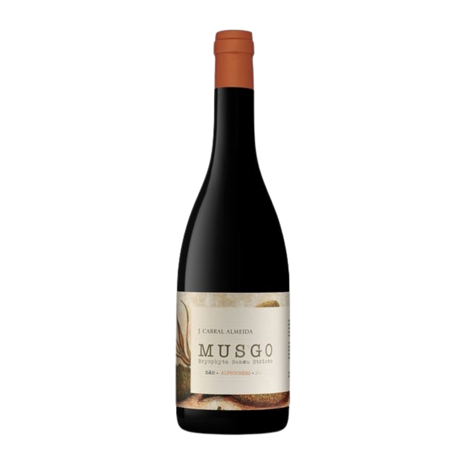 Musgo Alfrocheiro